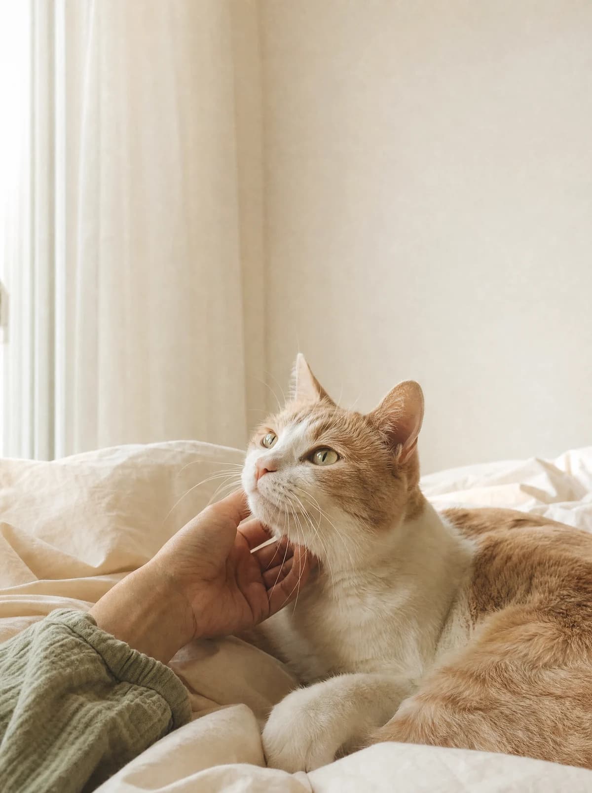 창가의 고양이를 부드럽게 쓰다듬는 손 — 브랜드 연출 이미지