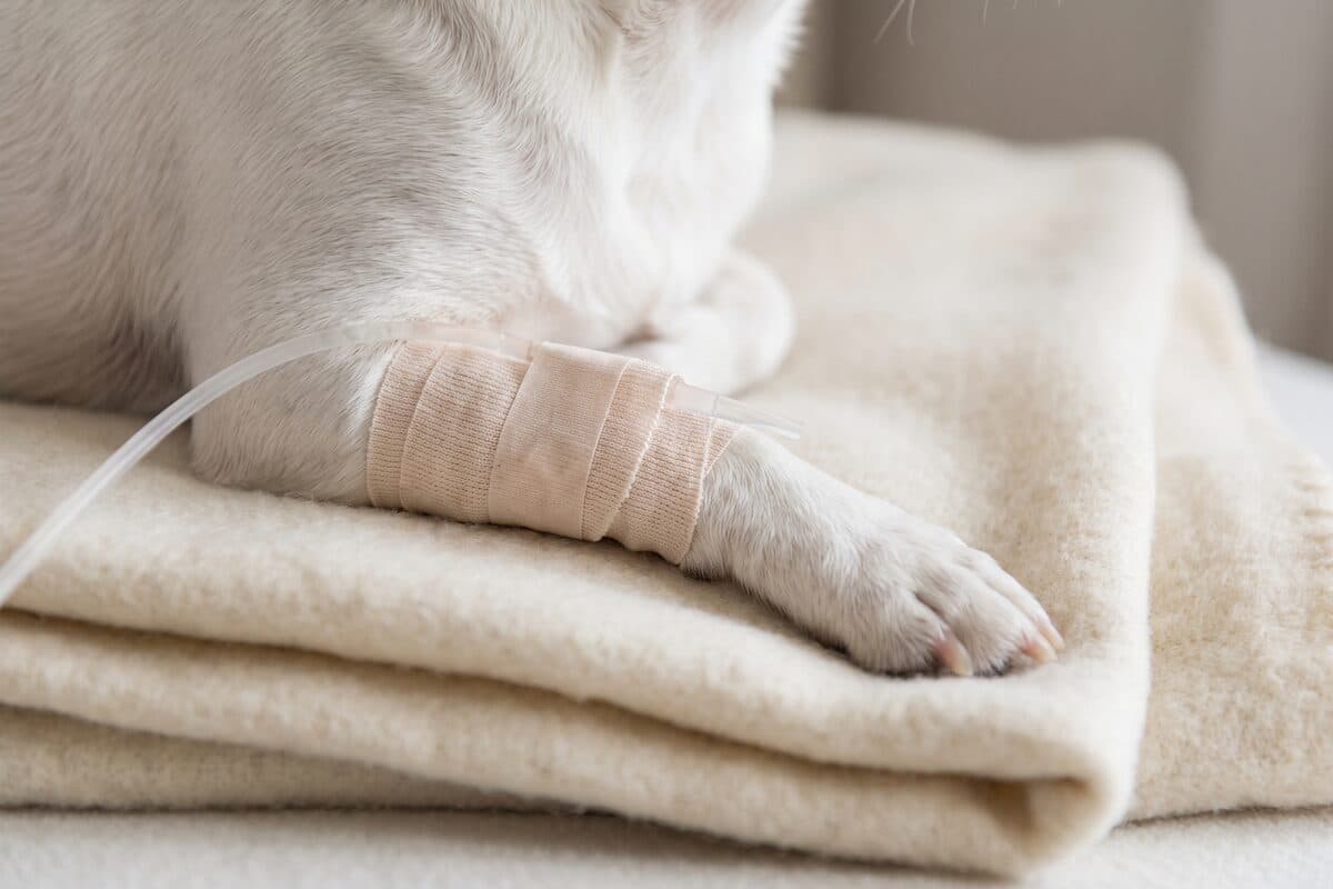 담요 위에 엎드린 소형견의 앞다리에 옅은 색 붕대가 감겨 있고 가는 수액 줄이 붕대를 따라 이어져 있다