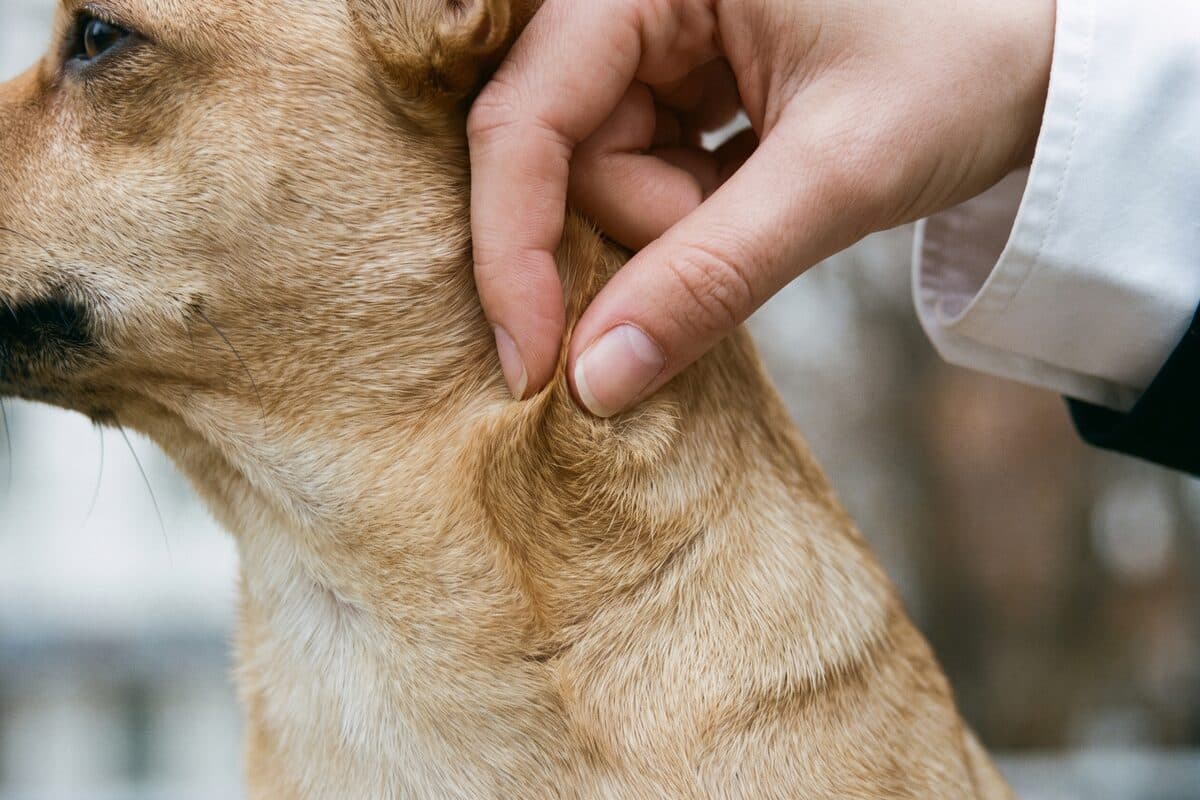 손가락 두 개가 소형견의 목덜미 피부를 살짝 집어 올리고 있다